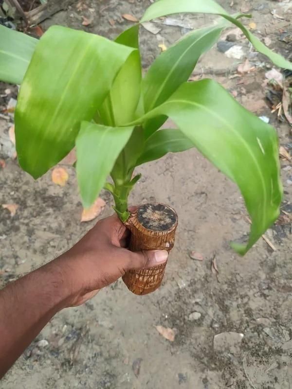 Brazilian Lucky Wood, Mini Home Plant