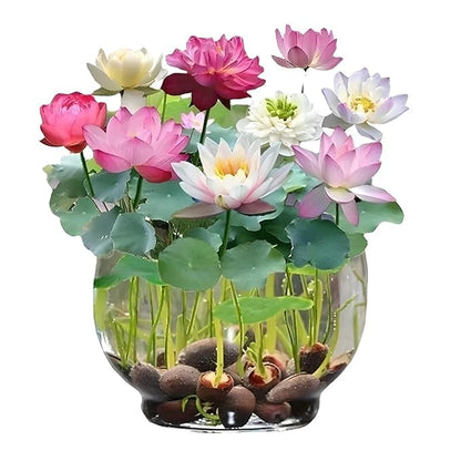 Bonsai Japanese Lotus Seeds (40 Premium Seeds)