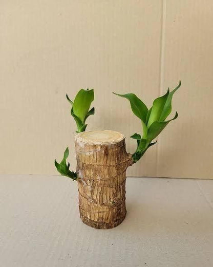 Brazilian Lucky Wood, Mini Home Plant