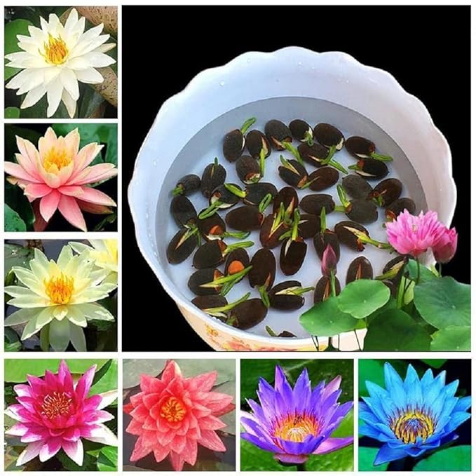 Bonsai Japanese Lotus Seeds (40 Premium Seeds)