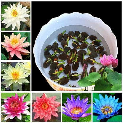 Bonsai Japanese Lotus Seeds (40 Premium Seeds)