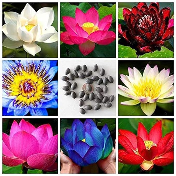 Bonsai Japanese Lotus Seeds (40 Premium Seeds)